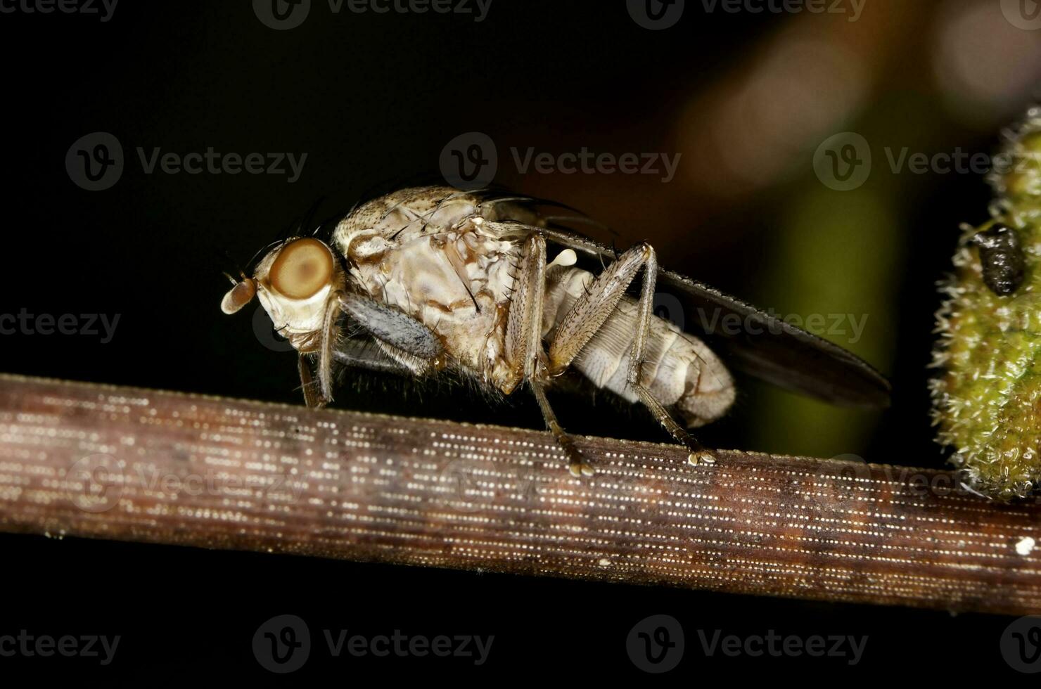 Heleomyzid Fly close up photo