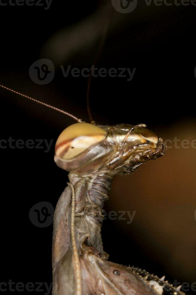 mantis religiosa close up photo