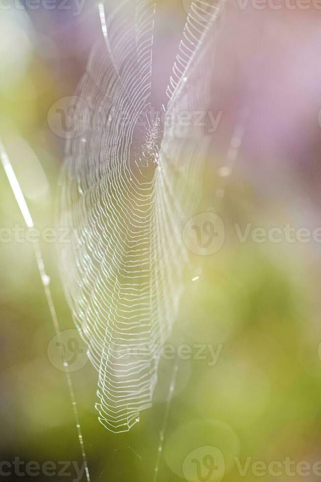 spider web close up photo