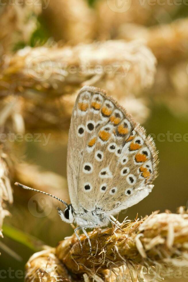 del Sur marrón Argos - aricia cramera - mariposa foto