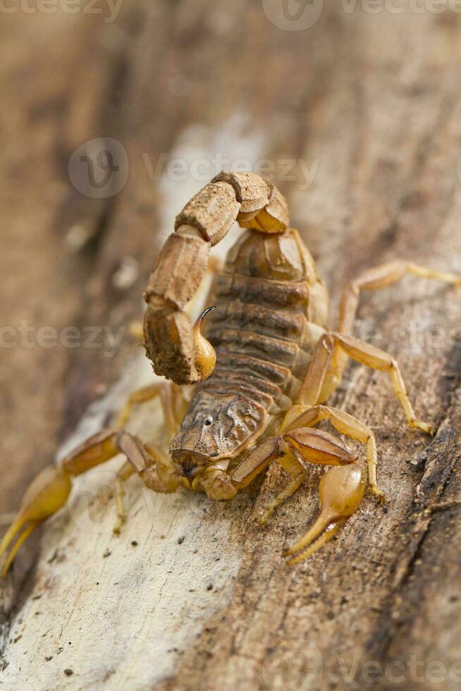 buthus scorpion close up photo