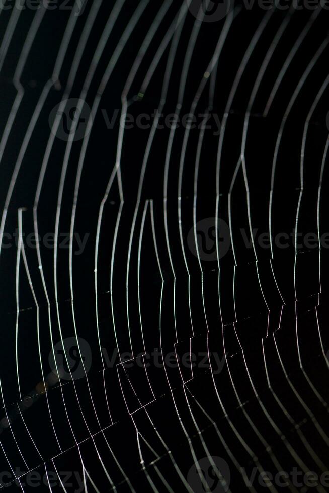 spider web close up photo