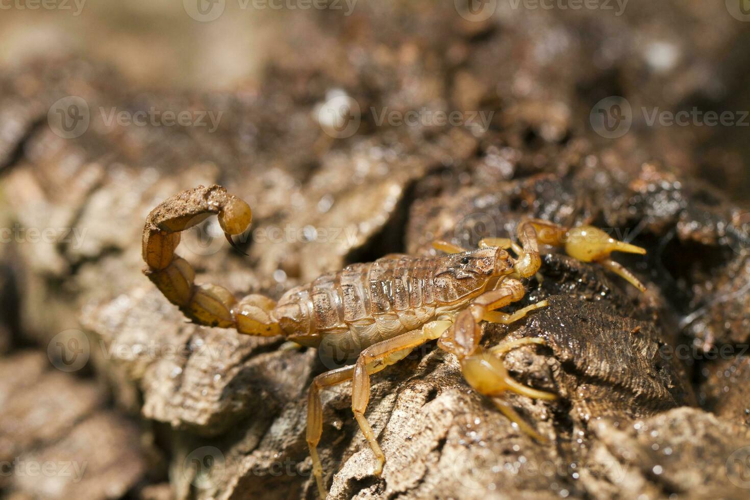 buthus scorpion close up photo