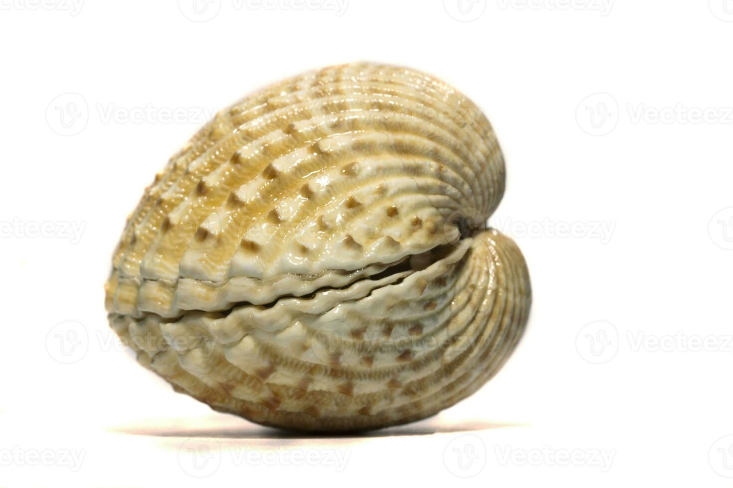 cockle seashell in a white background photo