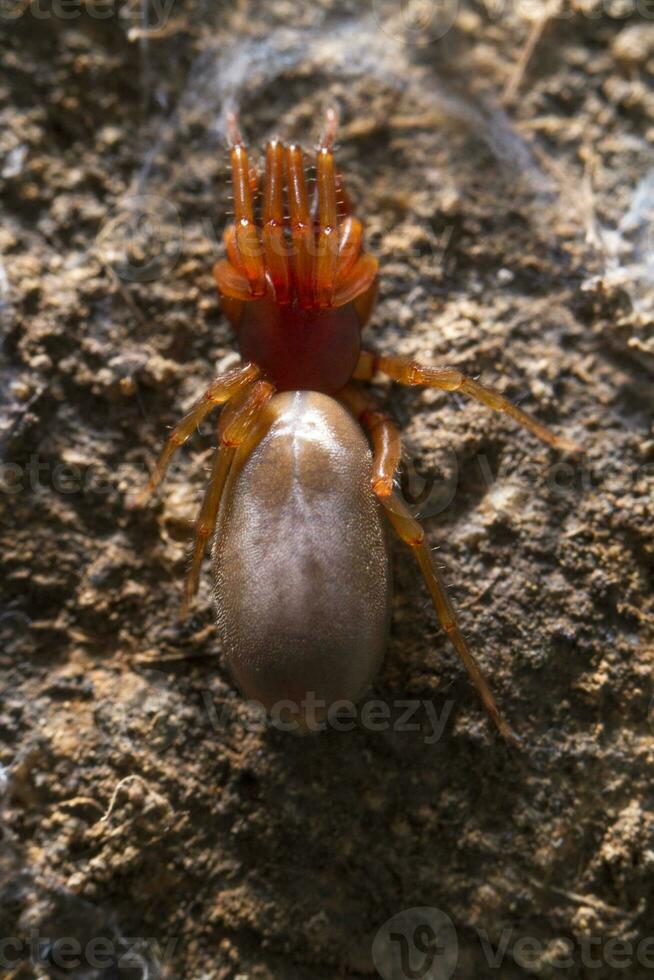 woodlouse spider - Dysdera crocata photo