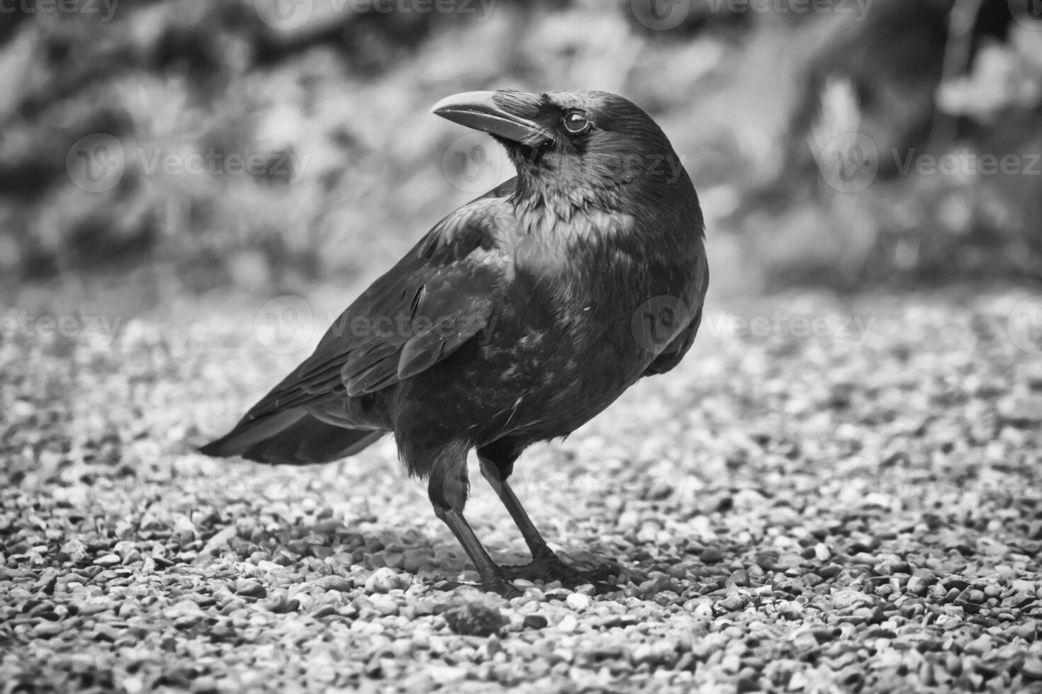 Common raven, corvus corax photo