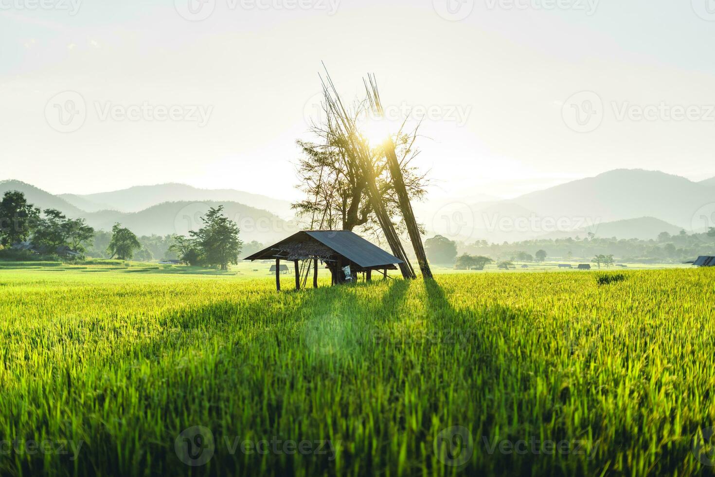 Green rice fields in the evening photo