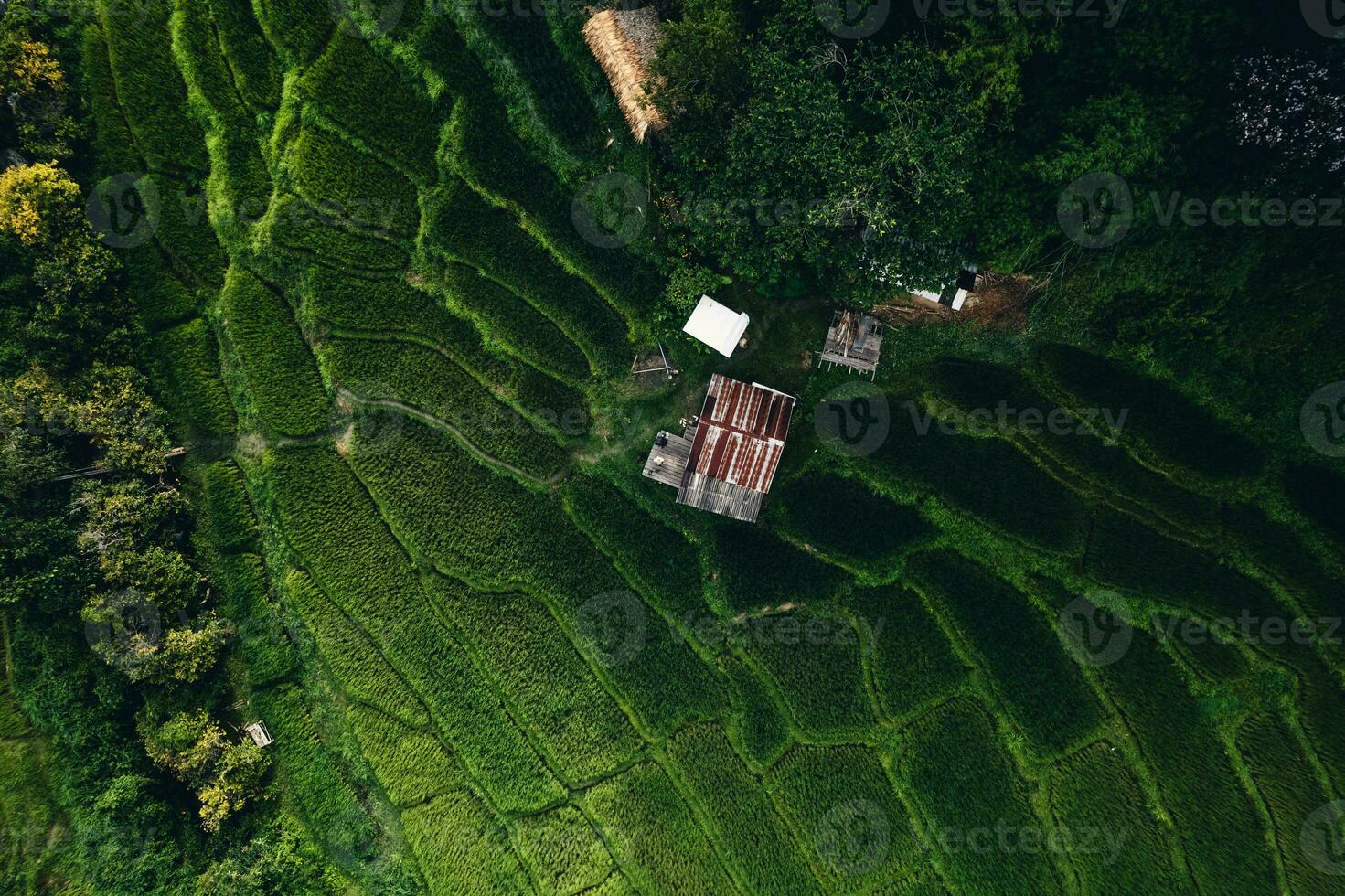 Rice terraces in rural forest with evening light,paddy field photo