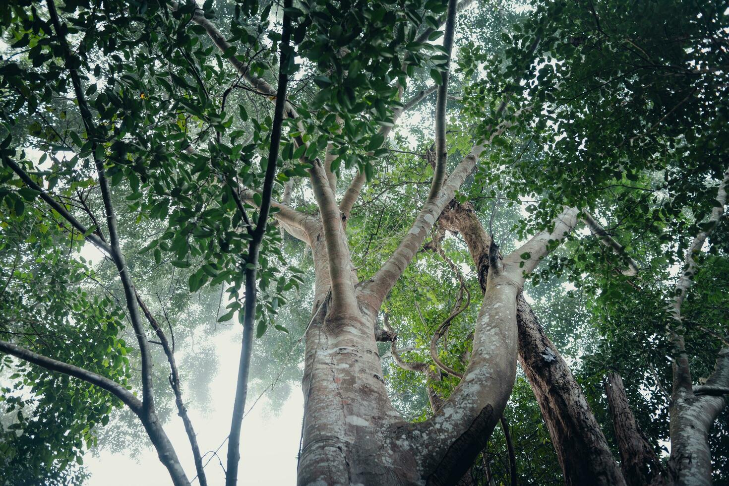 Trees and paths in the rainforest photo