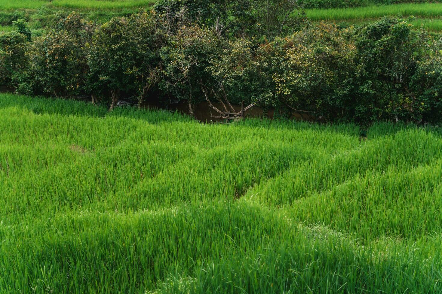 Green rice fields at the countryside photo