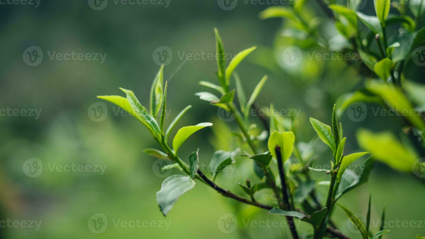 natural verde té hojas, verde té hojas en planta foto