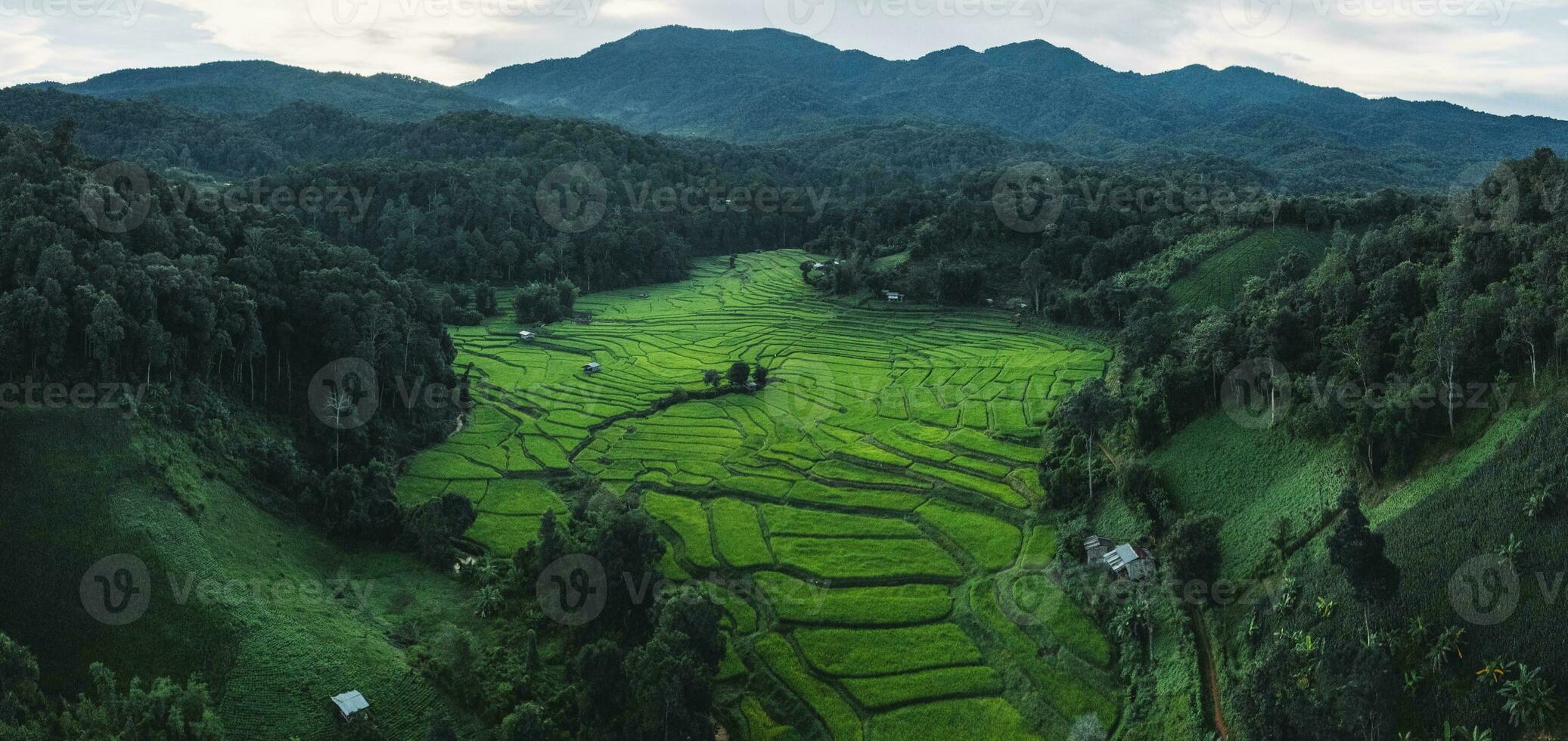 rice fields at dusk in the countryside photo