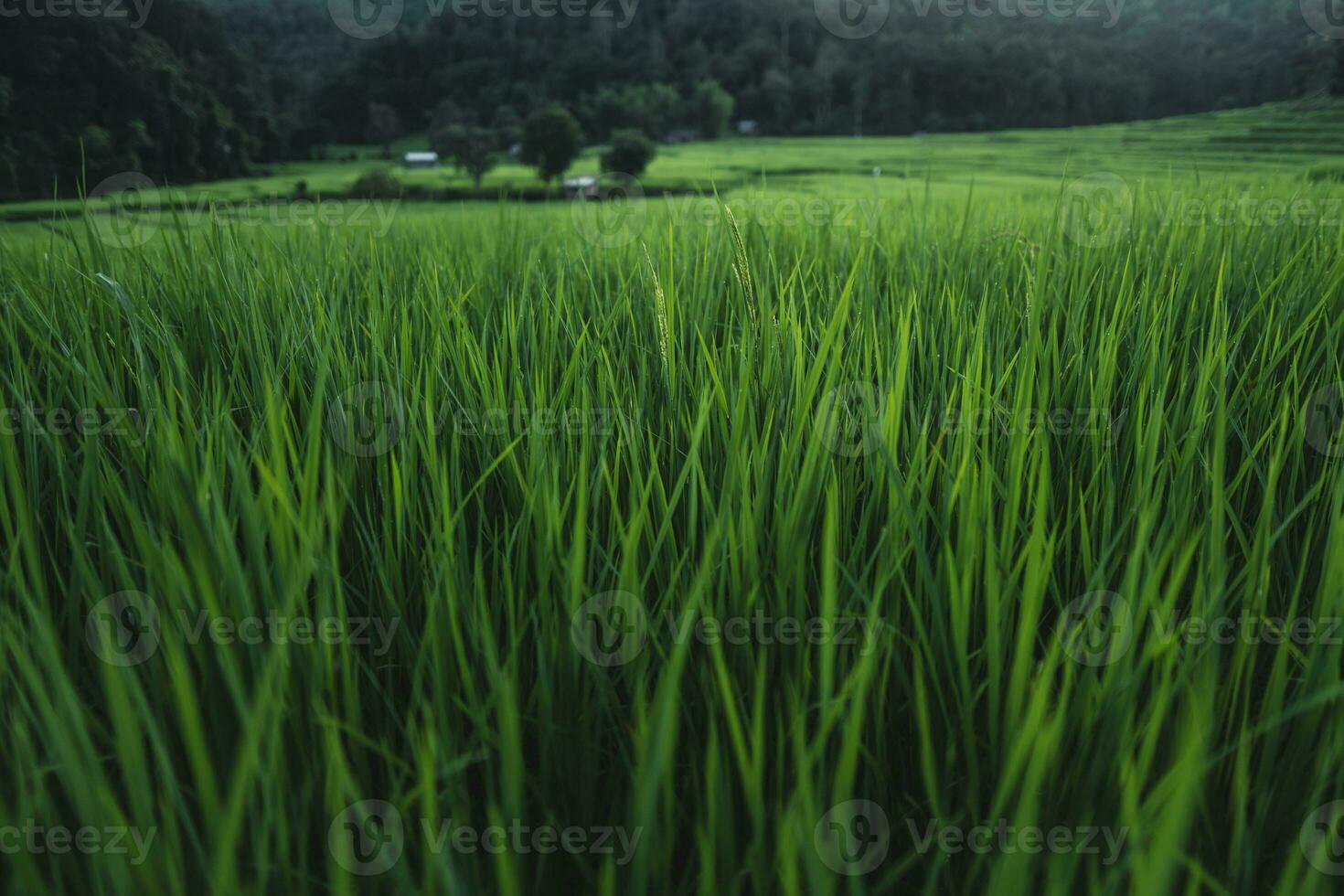 rice fields at dusk in the countryside photo