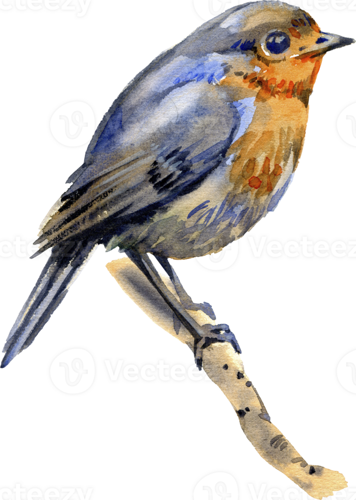 Robin bird on the tree branch. Watercolor realistic illustration. Hand drawn close up small garden avian. Beautiful song bird single image. Tiny robin realistic image. png