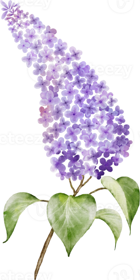 Purple lilac bouquet twigs watercolor element png