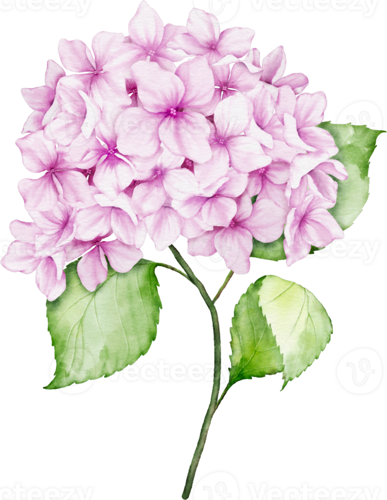 Hydrangea Bouquet Watercolor png