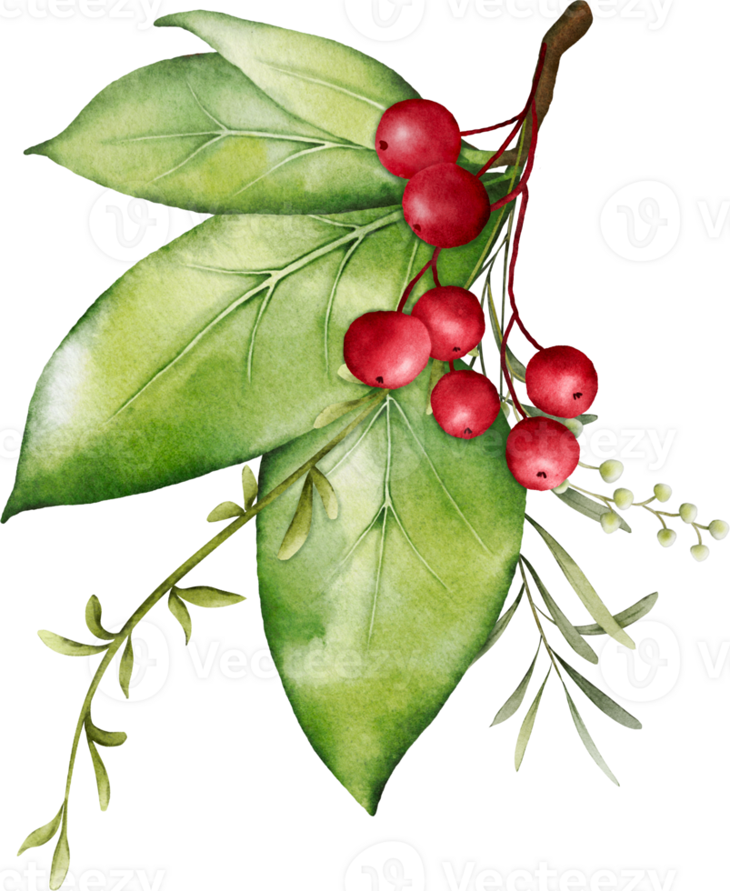 Christmas watercolor of berries and leaves png