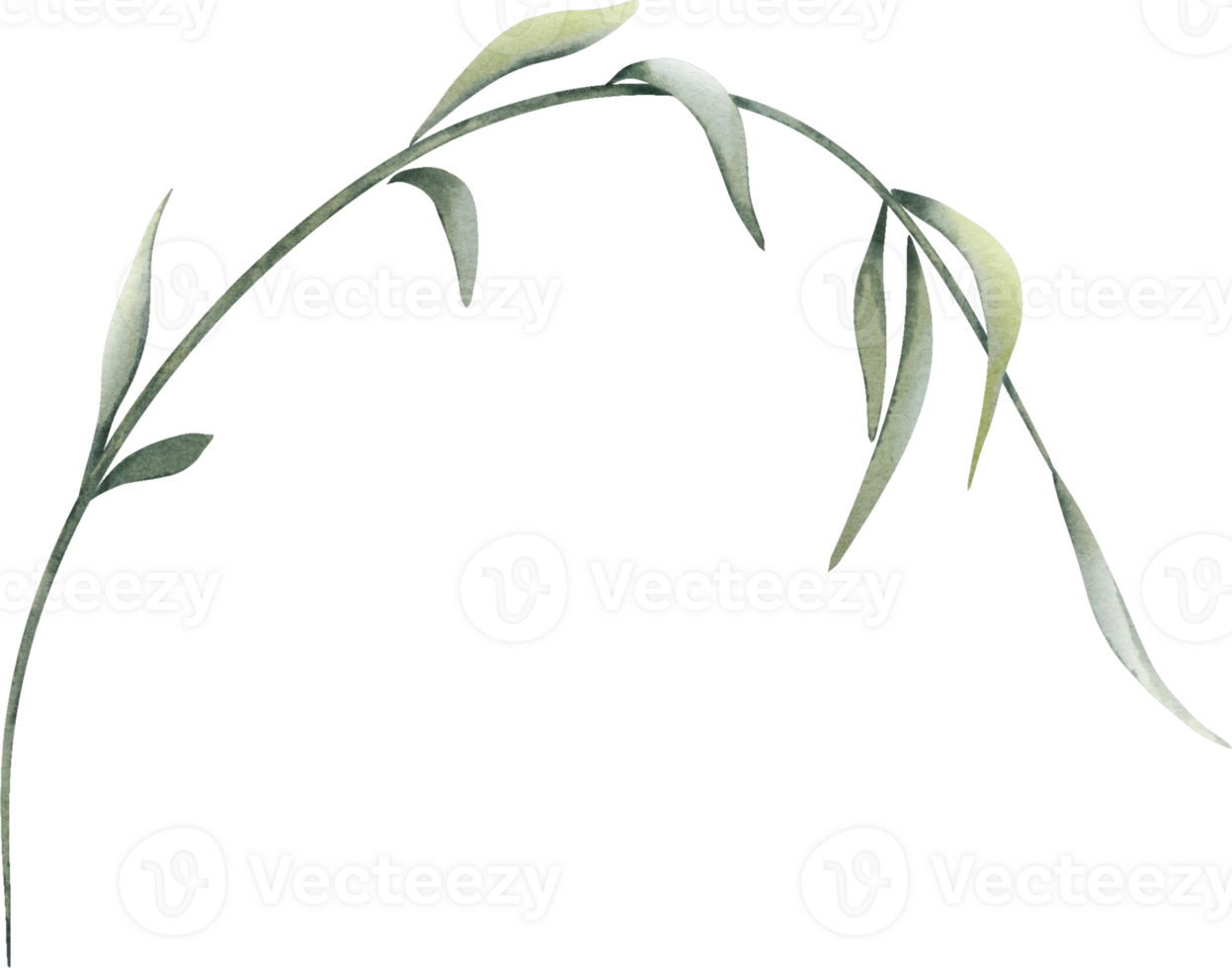 Watercolor Botanical Leaves Elements png