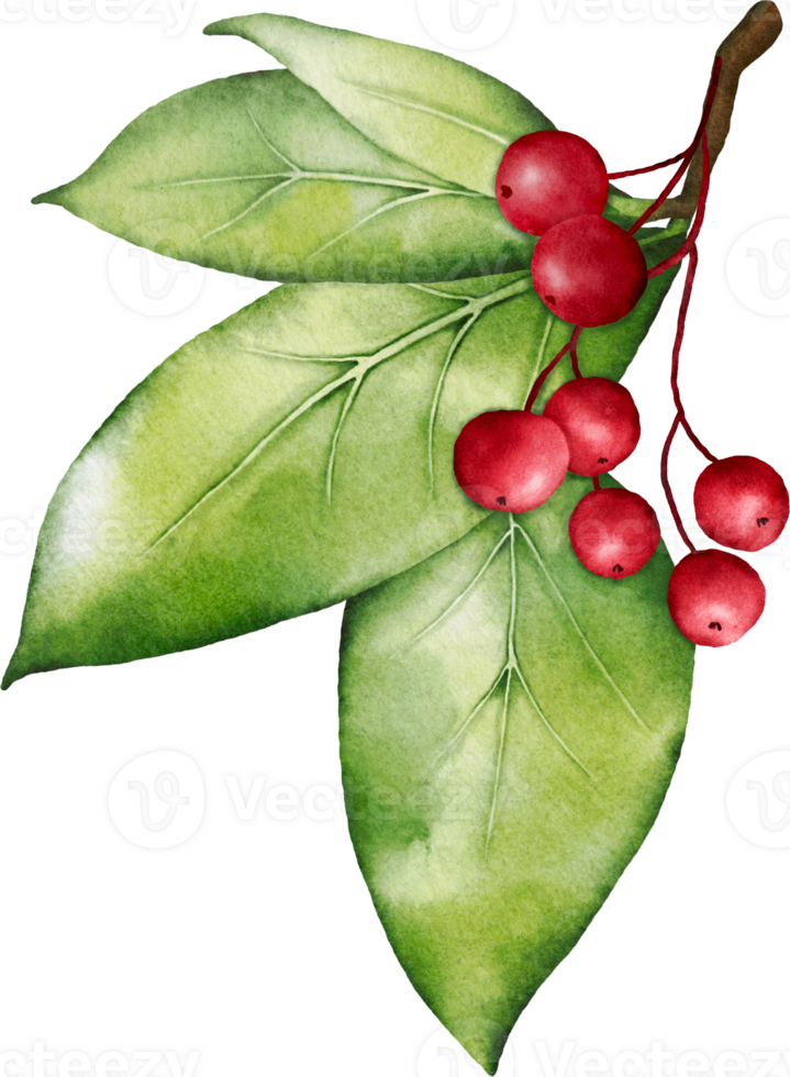 Christmas watercolor of berries and leaves png