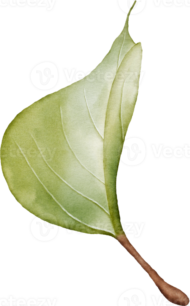 Lilac leaf element with watercolor png