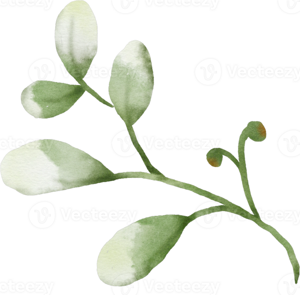 Watercolor Green Leaves Element png