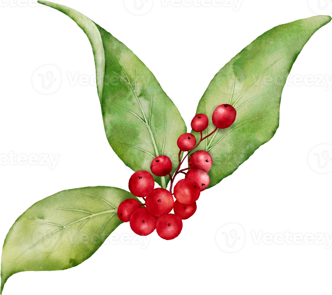 Christmas watercolor of berries and leaves png