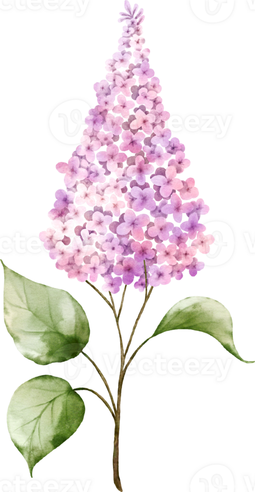 Pink lilac bouquet twigs watercolor element png