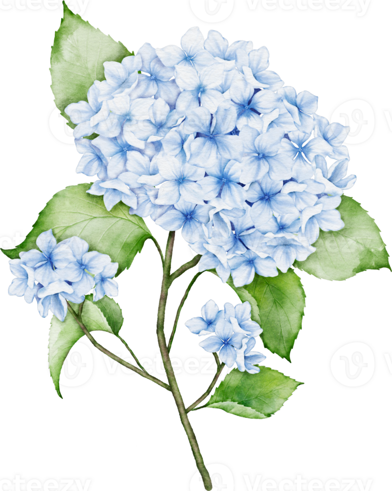 Hydrangea Bouquet Watercolor png