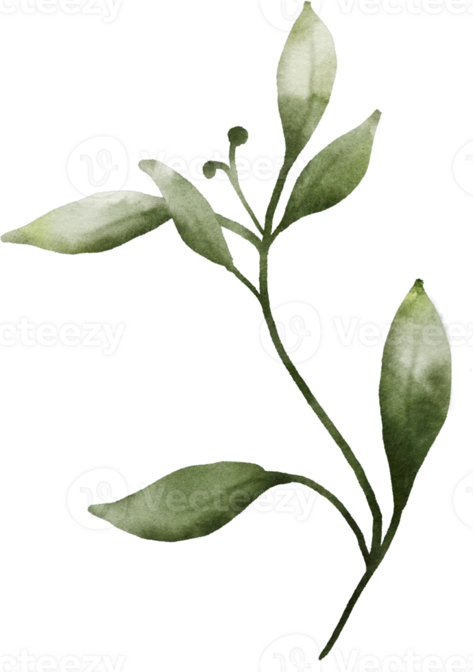 Watercolor Green Leaves Element png