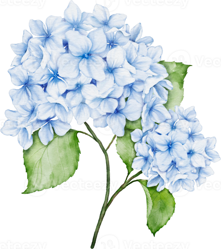 Hydrangea Bouquet Watercolor png