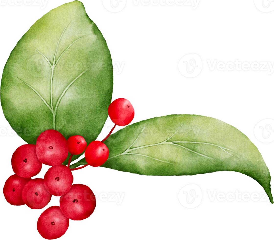 Christmas watercolor of berries and leaves png