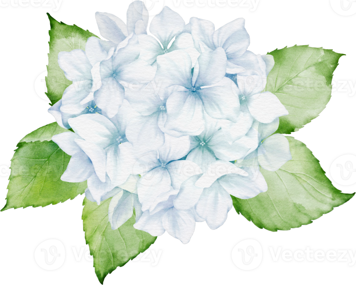 Hydrangea Bouquet Watercolor png