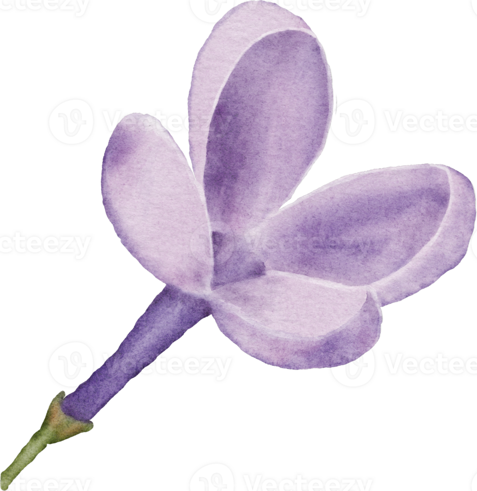 Lilac blossom element watercolor png