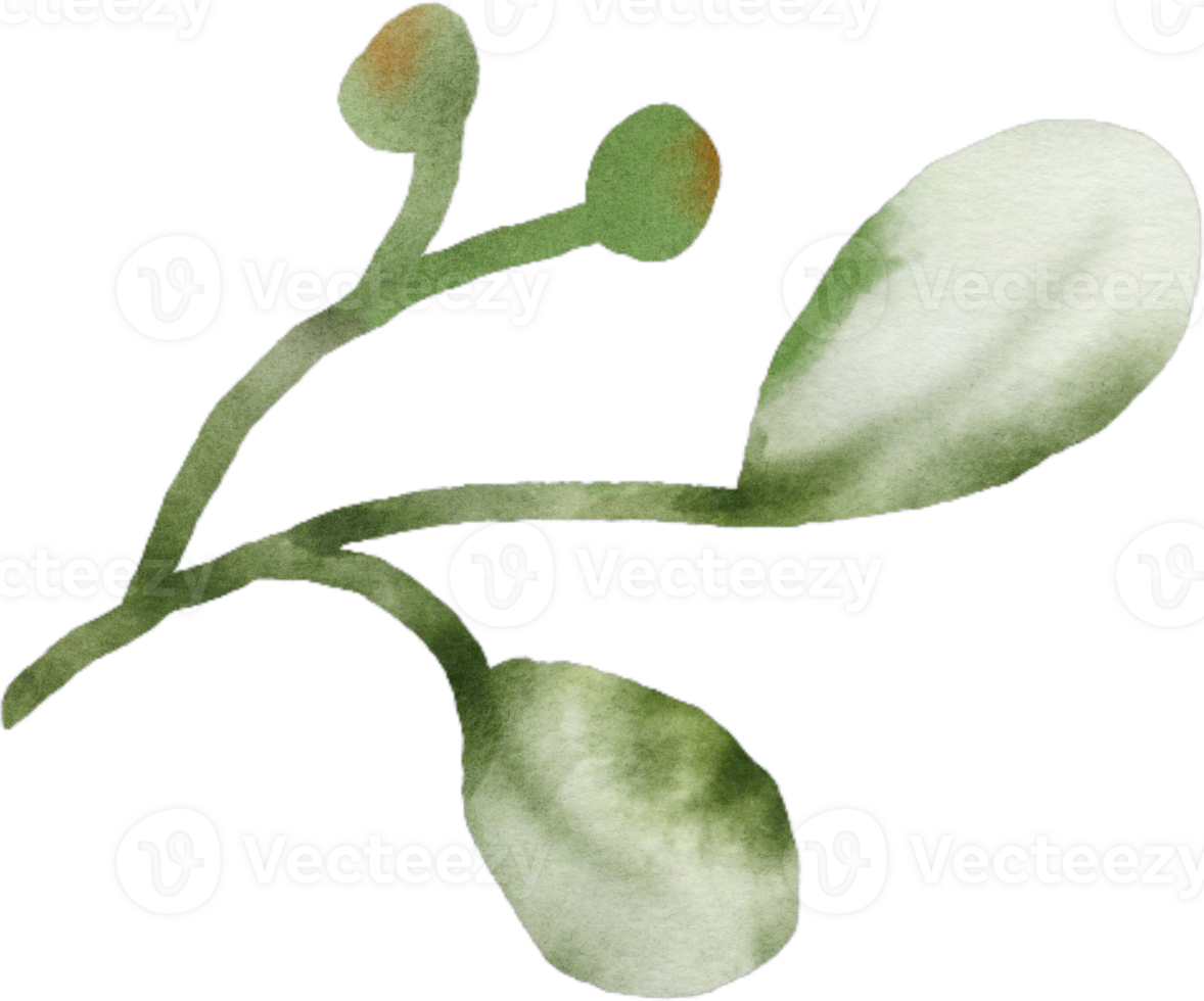 Watercolor Green Leaves Element png