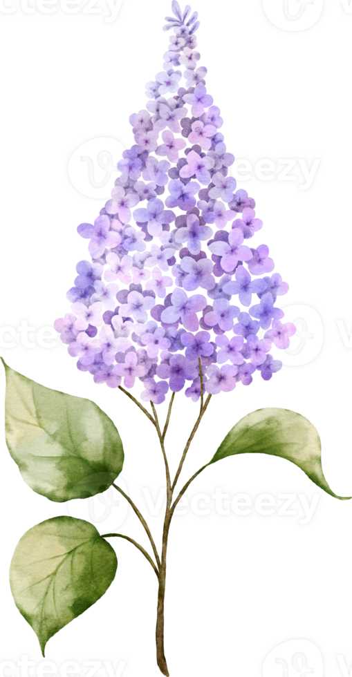 Purple lilac bouquet twigs watercolor element png