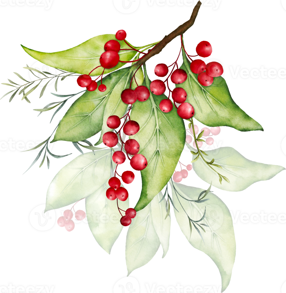 Christmas watercolor of berries and leaves png
