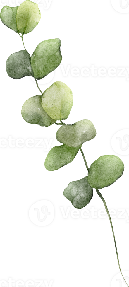 Watercolor Botanical Leaves Elements png