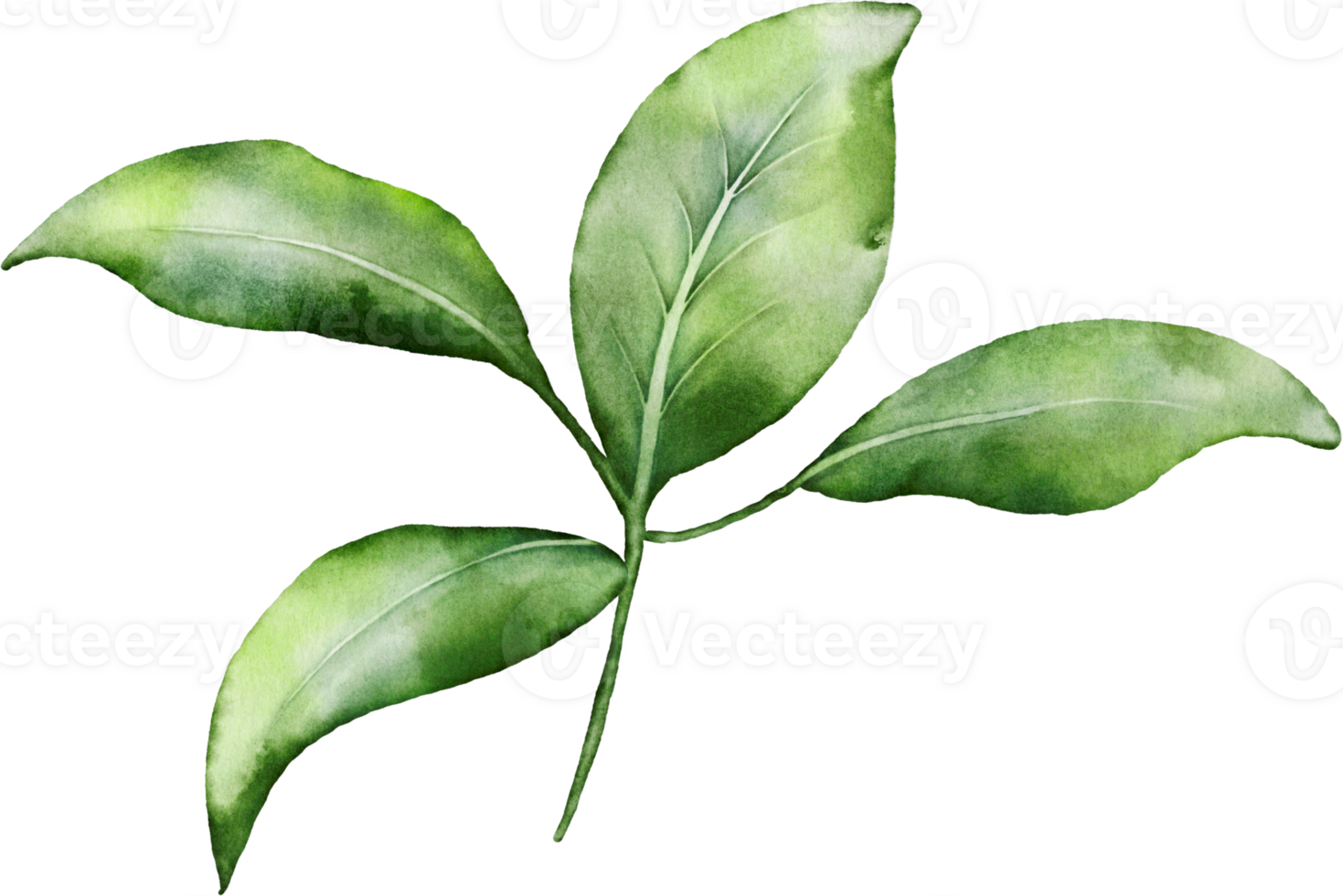 Christmas Leaf Berry Watercolor png