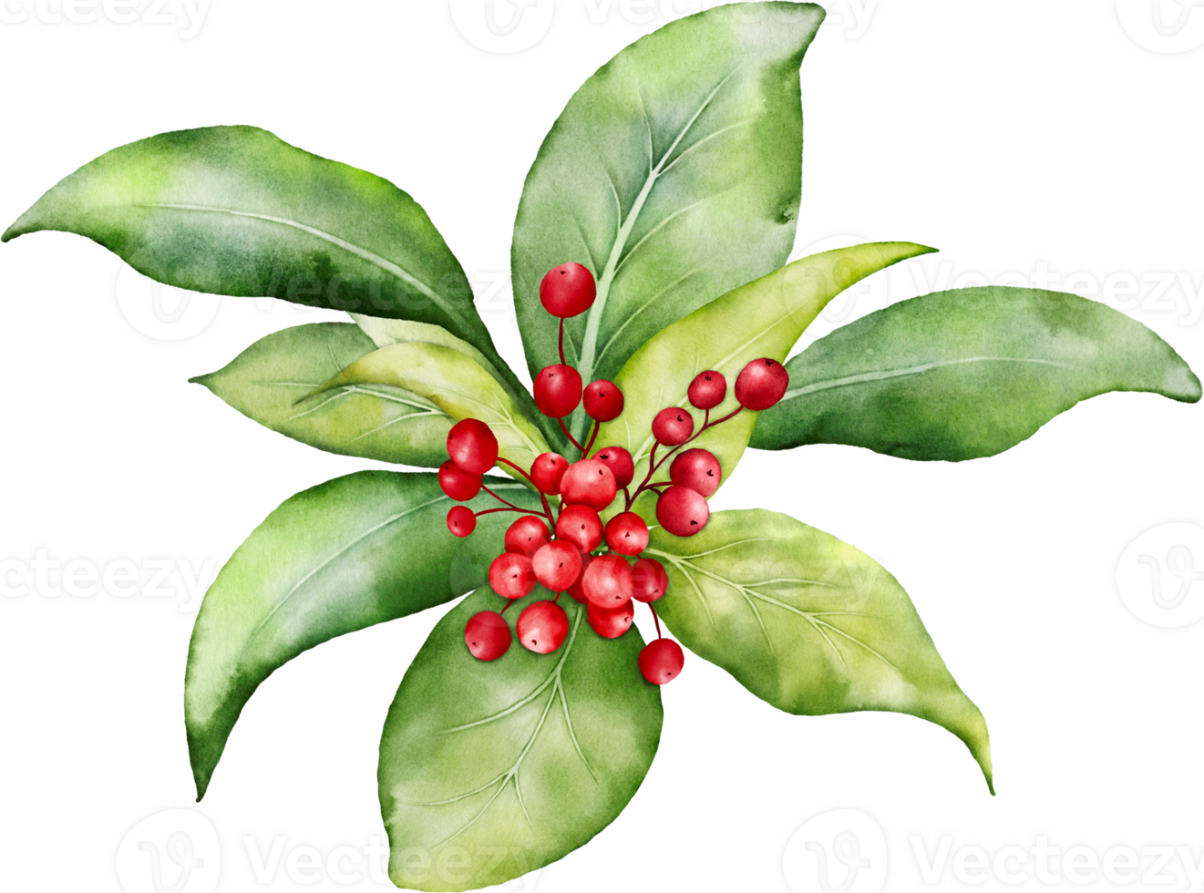 Christmas watercolor of berries and leaves png