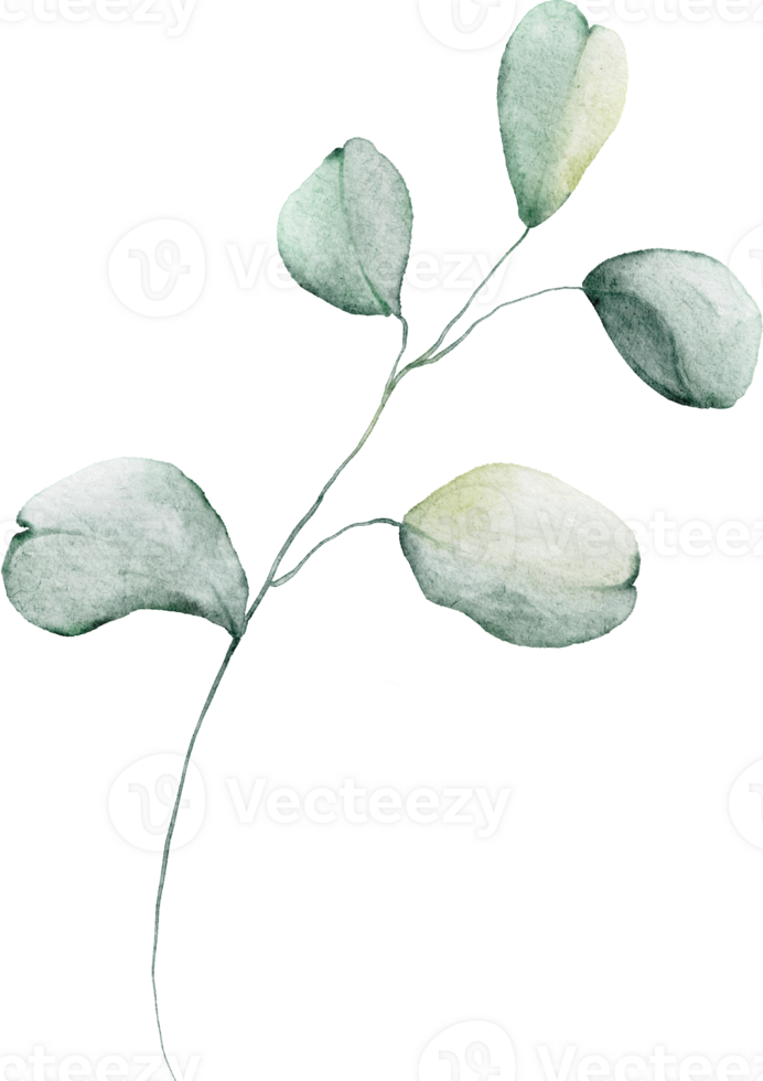 Watercolor Botanical Leaves Elements png