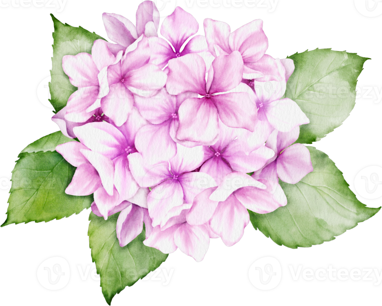 Hydrangea Bouquet Watercolor png