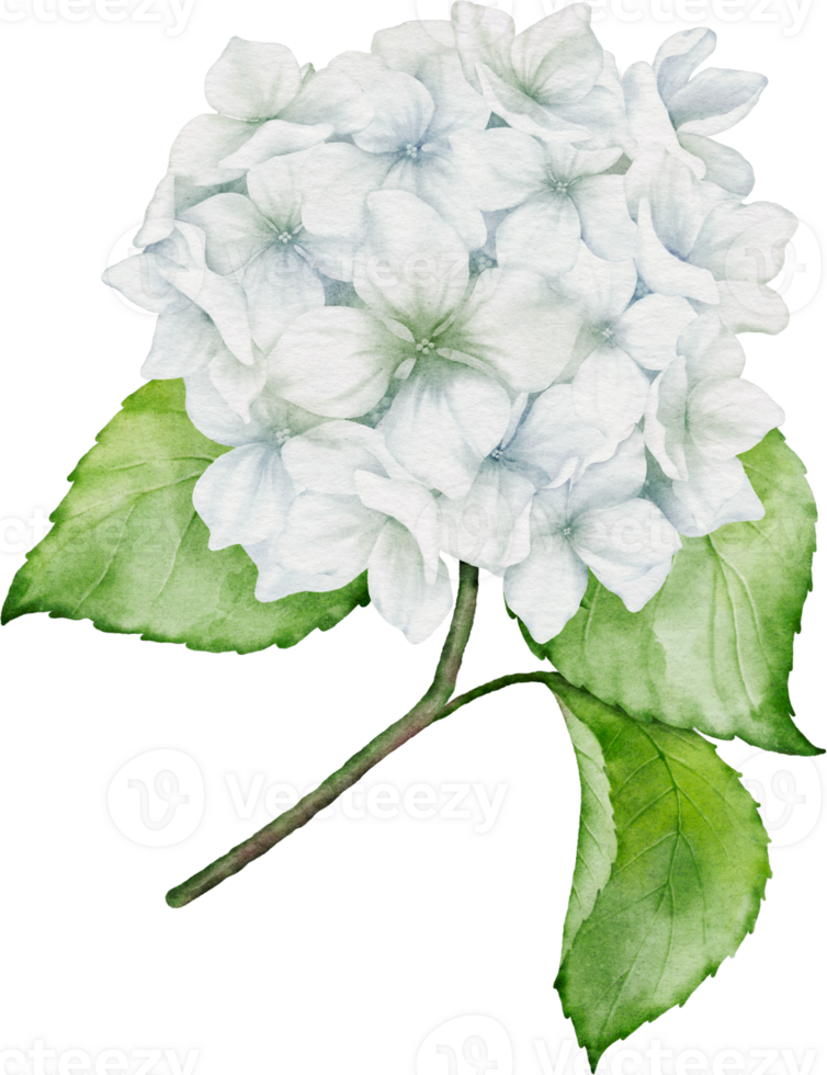 Hydrangea Bouquet Watercolor png