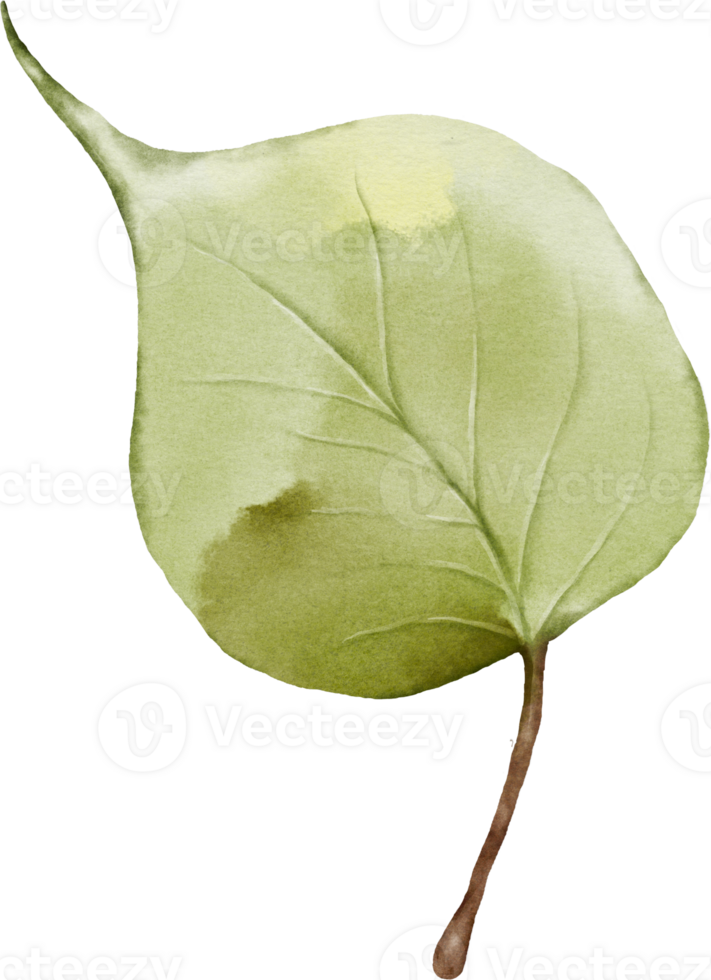 Lilac leaf element with watercolor png