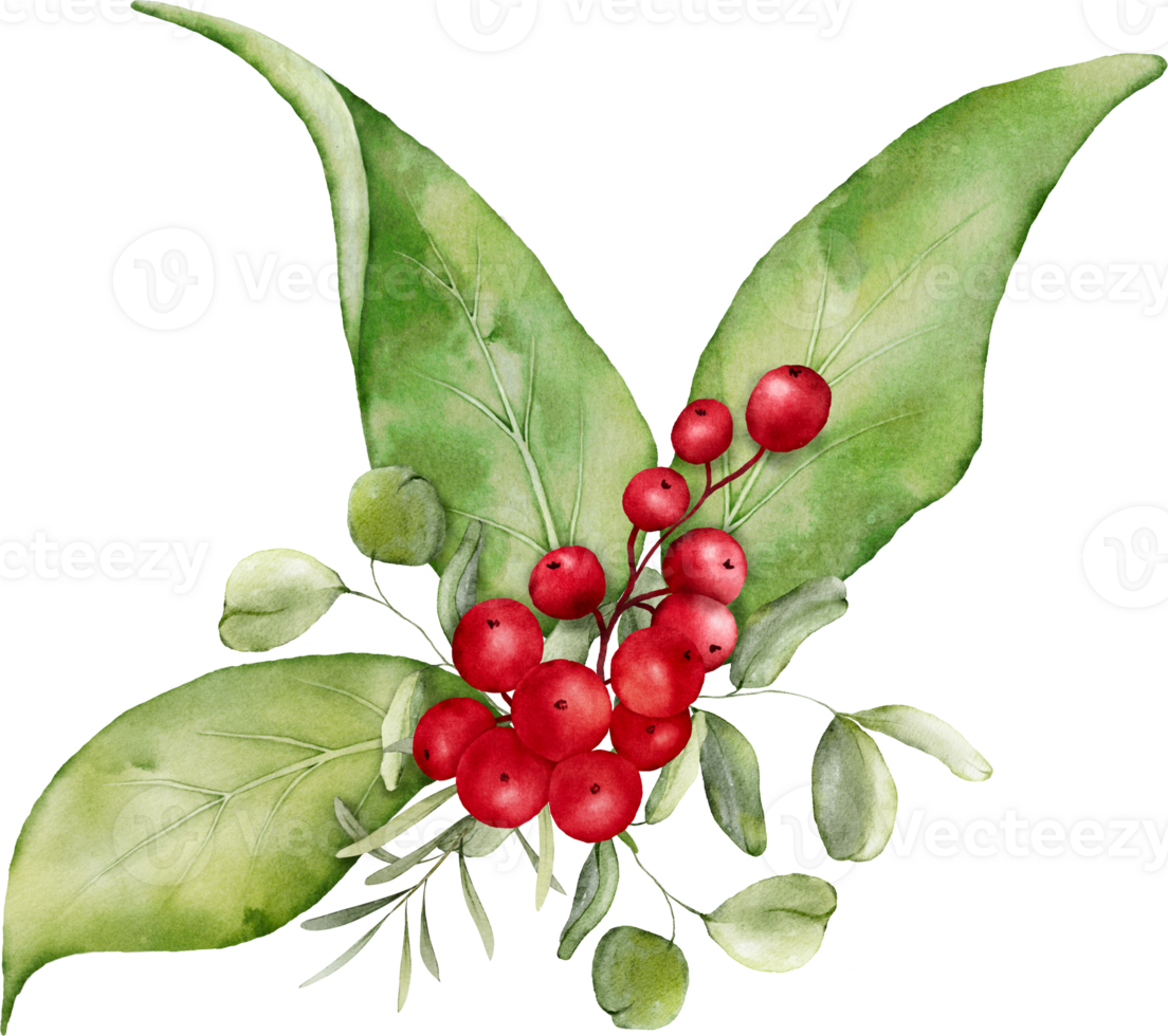 Christmas watercolor of berries and leaves png