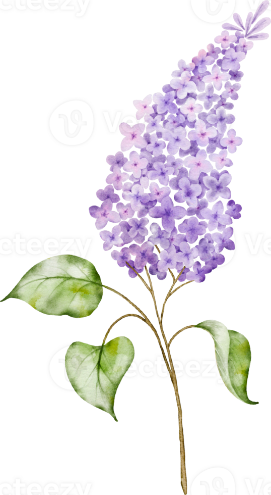 Purple lilac bouquet twigs watercolor element png