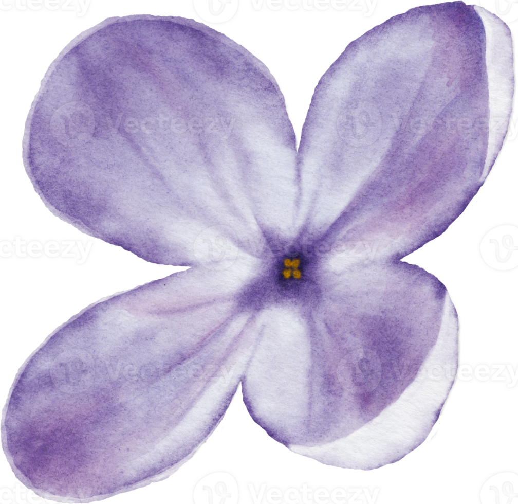 Lilac blossom element watercolor png