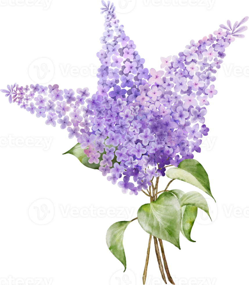 Purple lilac bouquet twigs watercolor element png