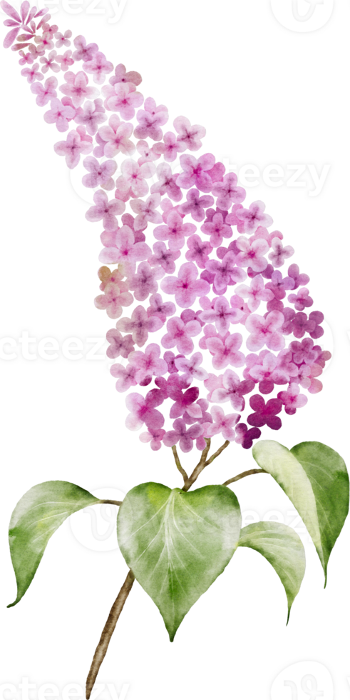 Pink lilac bouquet twigs watercolor element png