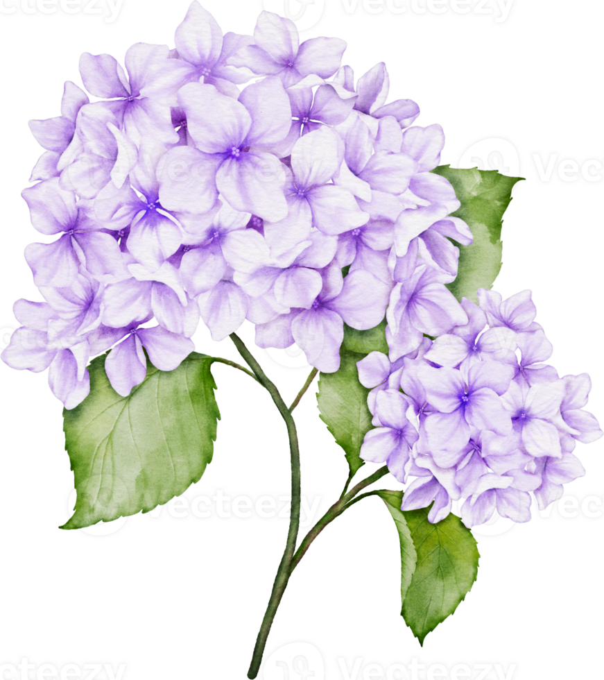 hortensia ramo de flores acuarela png