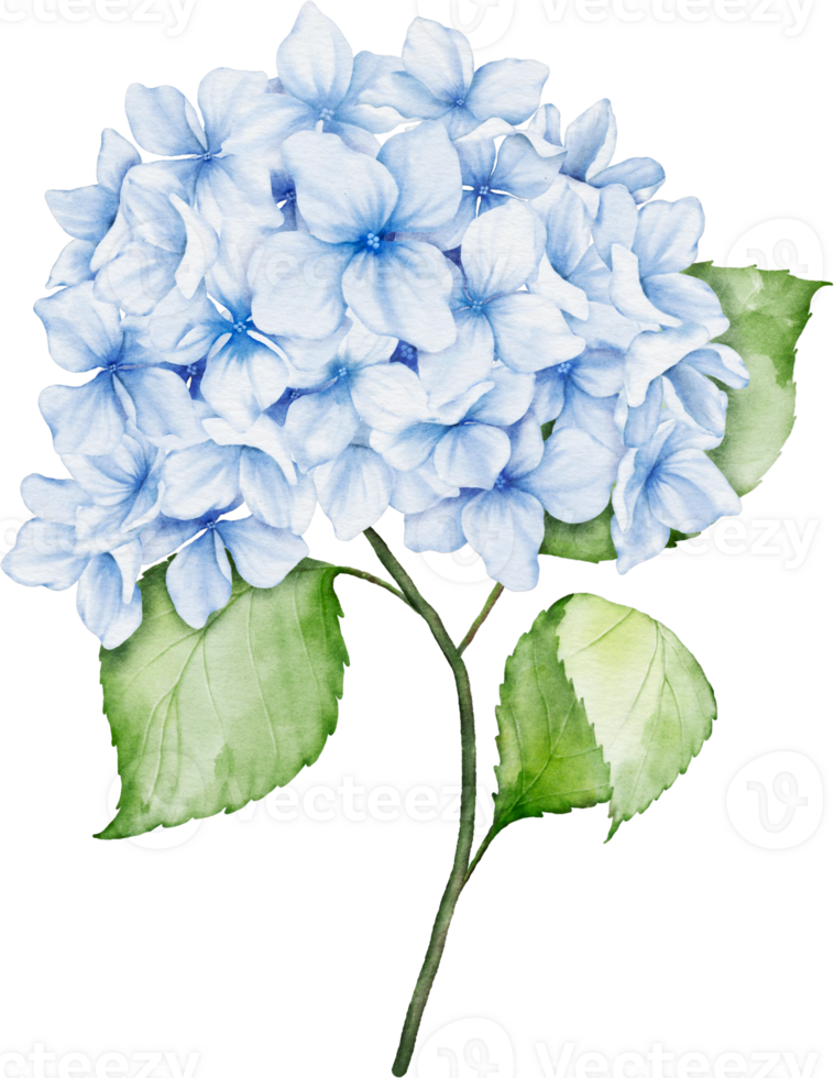 Hydrangea Bouquet Watercolor png